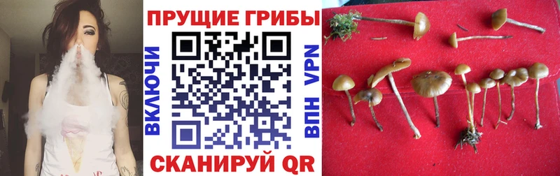 Купить закладки  Чернушка  Псилоцибиновые грибы Cubensis 