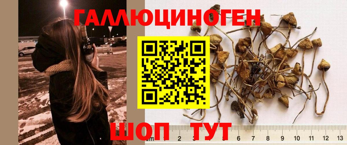 Галлюциногенные грибы Psilocybe  Чернушка  Псилоцибиновые грибы мицелий 