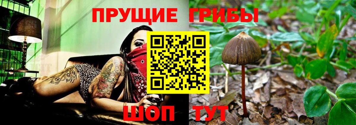 Чернушка  Псилоцибиновые грибы прущие грибы  Псилоцибиновые грибы прущие грибы  даркнет сайт  Вход с VPN 