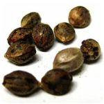 Семена марихуаны АК-47  (Seeds AK-47) в Чернушке